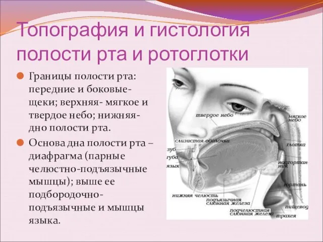 Топография и гистология полости рта и ротоглотки Границы полости рта: передние