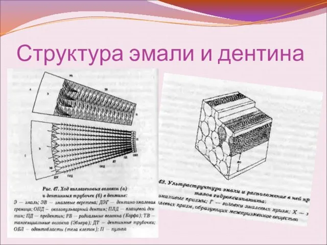 Структура эмали и дентина