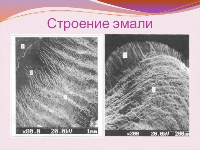 Строение эмали