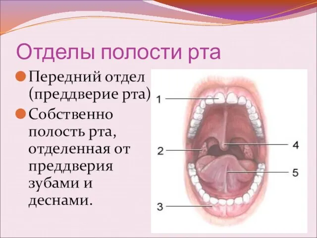 Отделы полости рта Передний отдел (преддверие рта) Собственно полость рта, отделенная от преддверия зубами и деснами.