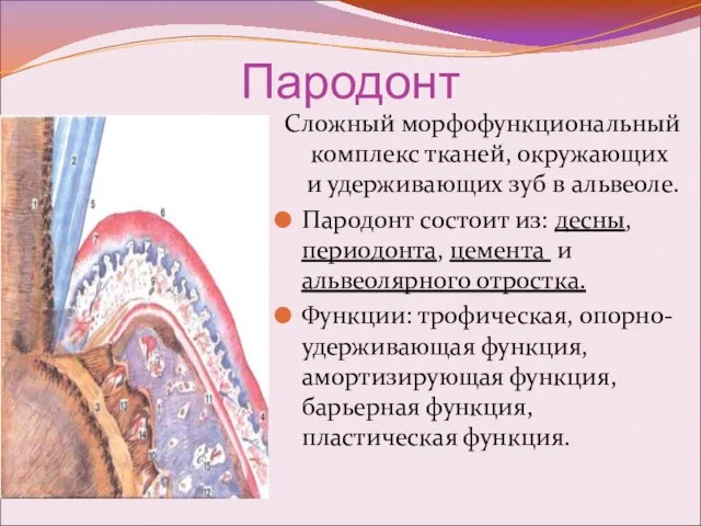 Пародонт Сложный морфофункциональный комплекс тканей, окружающих и удерживающих зуб в альвеоле.