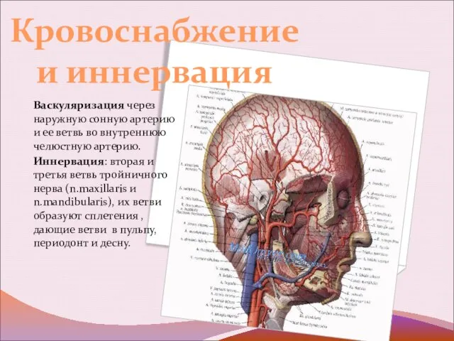 Васкуляризация через наружную сонную артерию и ее ветвь во внутреннюю челюстную