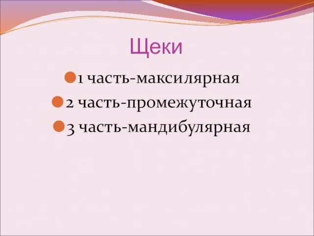 Щеки 1 часть-максилярная 2 часть-промежуточная 3 часть-мандибулярная