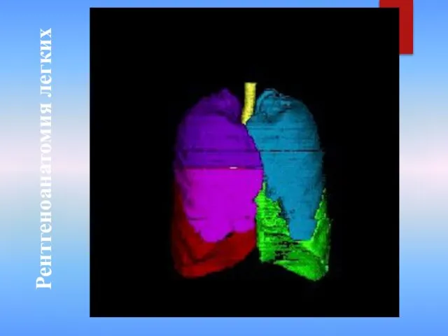 Рентгеноанатомия легких