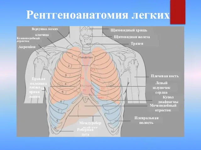 Рентгеноанатомия легких