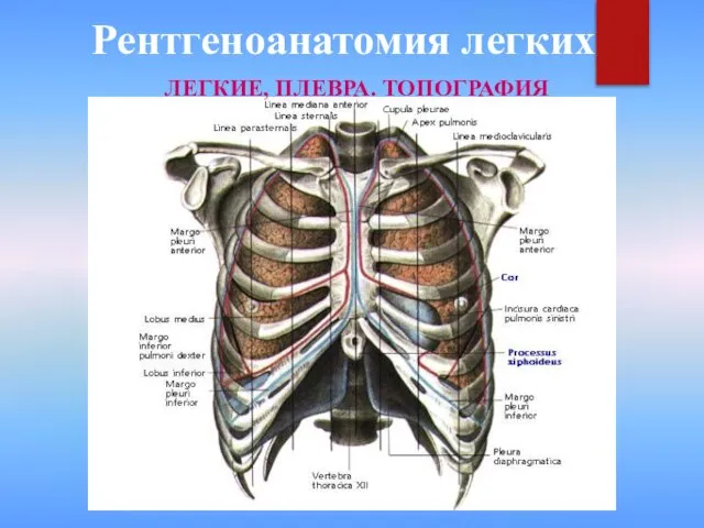 Рентгеноанатомия легких ЛЕГКИЕ, ПЛЕВРА. ТОПОГРАФИЯ