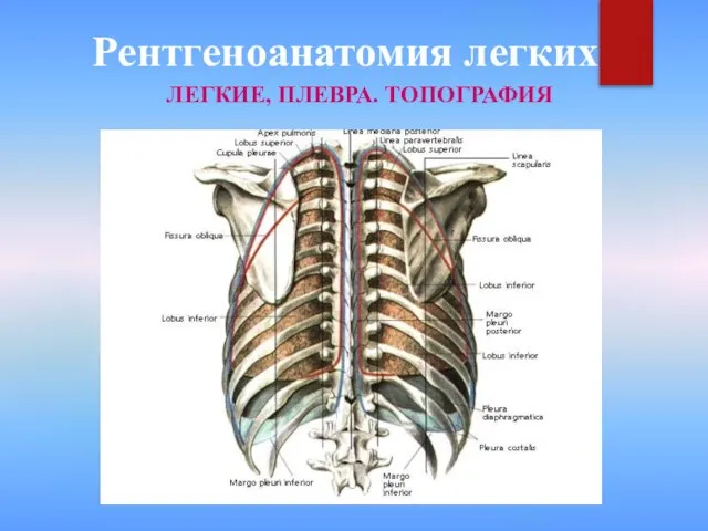 Рентгеноанатомия легких ЛЕГКИЕ, ПЛЕВРА. ТОПОГРАФИЯ