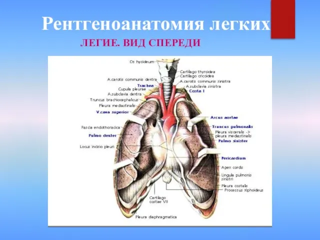 Рентгеноанатомия легких ЛЕГИЕ. ВИД СПЕРЕДИ