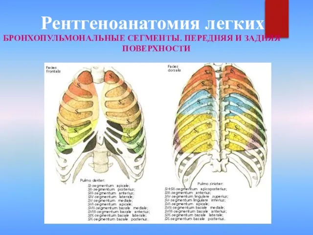 Рентгеноанатомия легких БРОНХОПУЛЬМОНАЛЬНЫЕ СЕГМЕНТЫ. ПЕРЕДНЯЯ И ЗАДНЯЯ ПОВЕРХНОСТИ