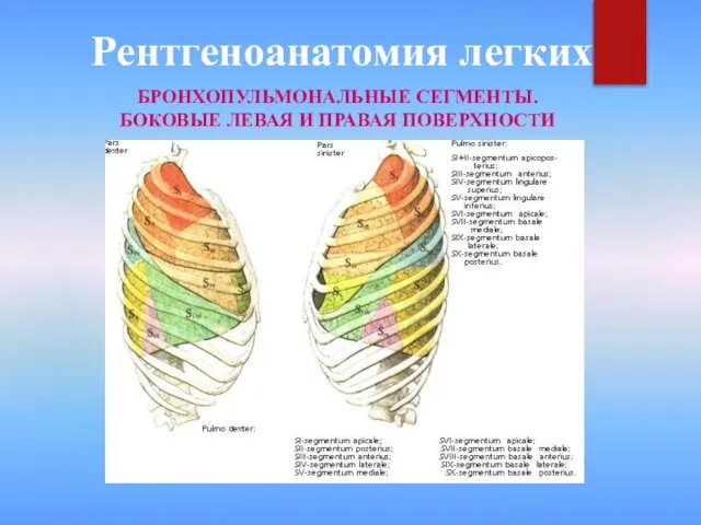 Рентгеноанатомия легких БРОНХОПУЛЬМОНАЛЬНЫЕ СЕГМЕНТЫ. БОКОВЫЕ ЛЕВАЯ И ПРАВАЯ ПОВЕРХНОСТИ