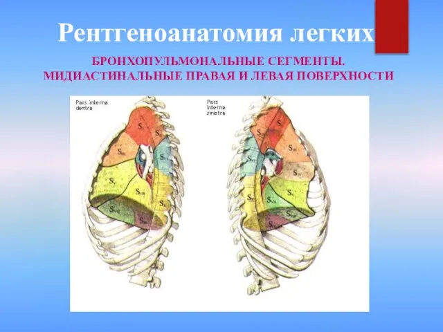 Рентгеноанатомия легких БРОНХОПУЛЬМОНАЛЬНЫЕ СЕГМЕНТЫ. МИДИАСТИНАЛЬНЫЕ ПРАВАЯ И ЛЕВАЯ ПОВЕРХНОСТИ