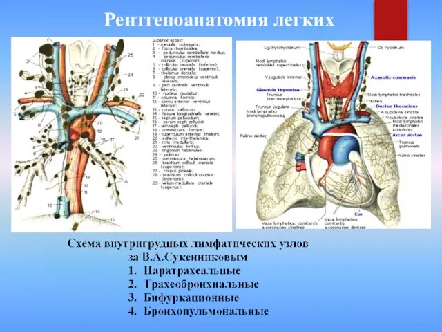 Рентгеноанатомия легких