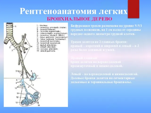 Рентгеноанатомия легких БРОНХИАЛЬНОЕ ДЕРЕВО Бифуркация трахеи размещена на уровне V-VI грудных