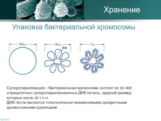 Упаковка бактериальной хромосомы Суперспирализация – бактериальная хромосома состоит из 50–400 отрицательно