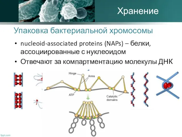 Упаковка бактериальной хромосомы nucleoid-associated proteins (NAPs) – белки, ассоциированные с нуклеоидом