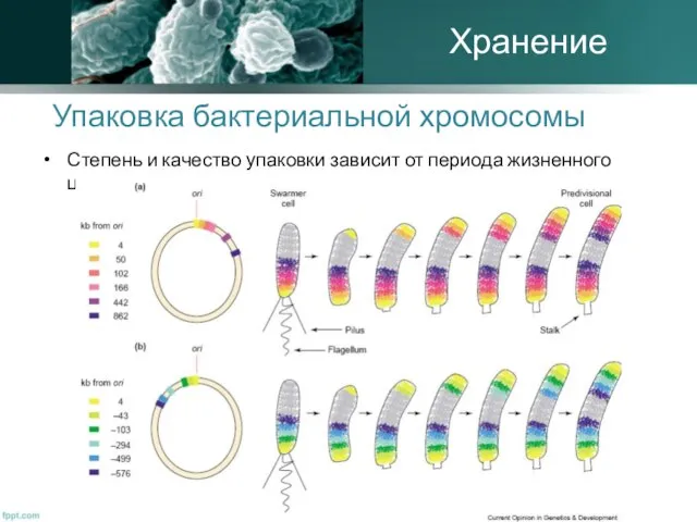 Упаковка бактериальной хромосомы Степень и качество упаковки зависит от периода жизненного цикла: Хранение