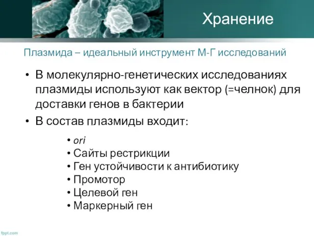 Плазмида – идеальный инструмент М-Г исследований В молекулярно-генетических исследованиях плазмиды используют