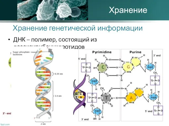 Хранение генетической информации ДНК – полимер, состоящий из дезоксирибонуклеотидов Хранение