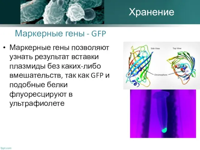 Маркерные гены - GFP Маркерные гены позволяют узнать результат вставки плазмиды