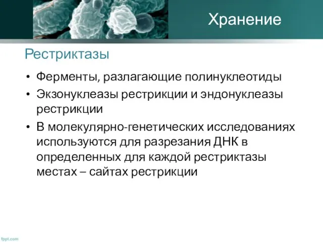 Рестриктазы Ферменты, разлагающие полинуклеотиды Экзонуклеазы рестрикции и эндонуклеазы рестрикции В молекулярно-генетических