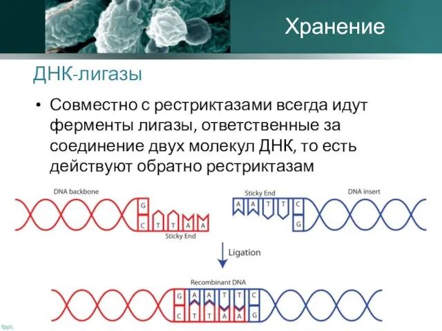 ДНК-лигазы Совместно с рестриктазами всегда идут ферменты лигазы, ответственные за соединение