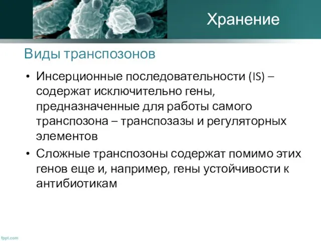 Виды транспозонов Инсерционные последовательности (IS) – содержат исключительно гены, предназначенные для