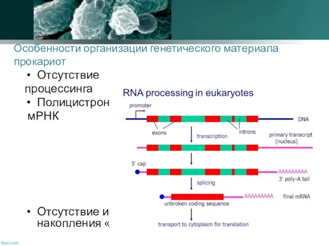 Особенности организации генетического материала прокариот Отсутствие процессинга Полицистронные мРНК Отсутствие интронов