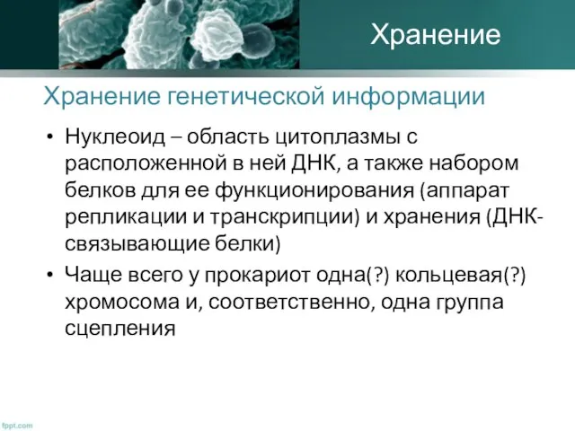 Хранение генетической информации Нуклеоид – область цитоплазмы с расположенной в ней