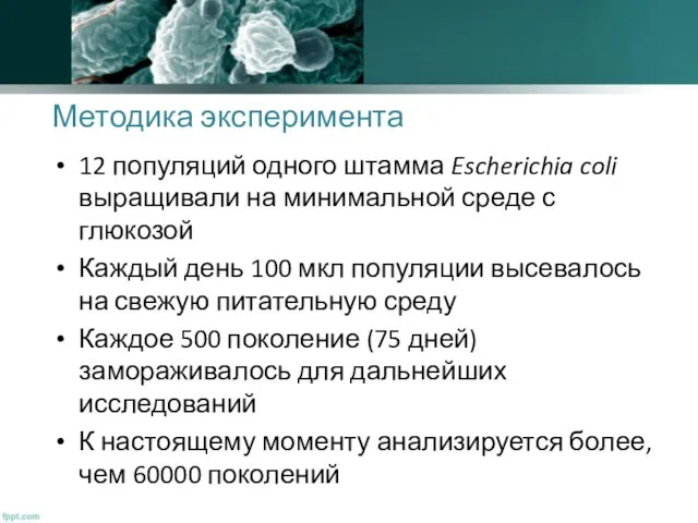 Методика эксперимента 12 популяций одного штамма Escherichia coli выращивали на минимальной