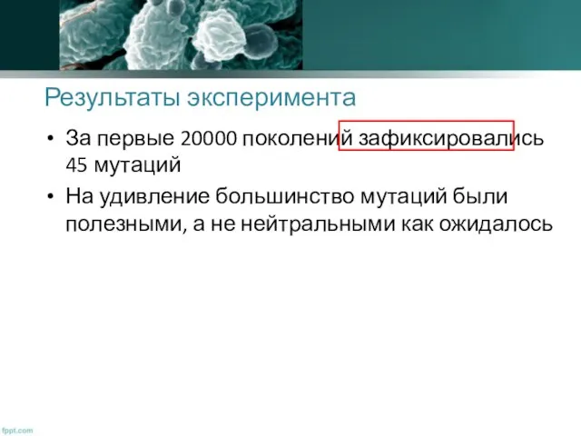 Результаты эксперимента За первые 20000 поколений зафиксировались 45 мутаций На удивление