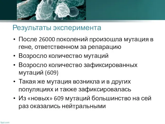 Результаты эксперимента После 26000 поколений произошла мутация в гене, ответственном за