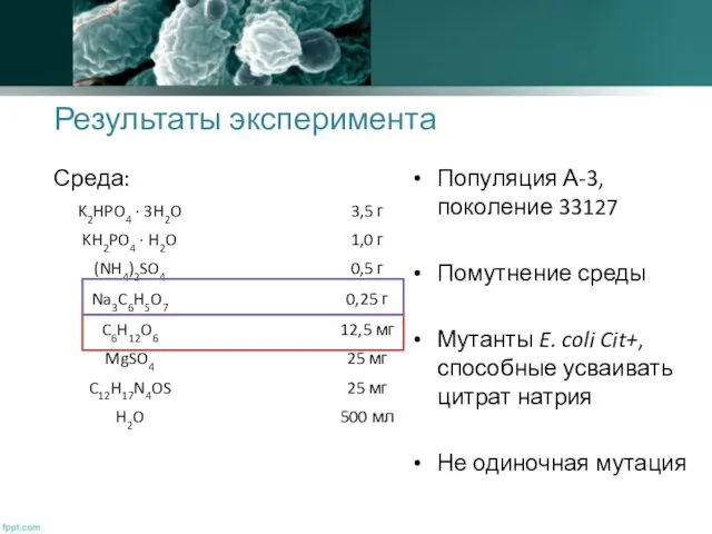 Результаты эксперимента Популяция А-3, поколение 33127 Помутнение среды Мутанты E. coli