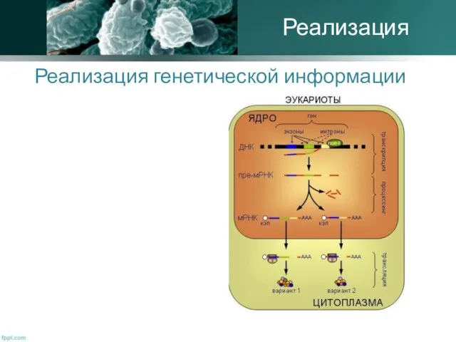 Реализация генетической информации Реализация