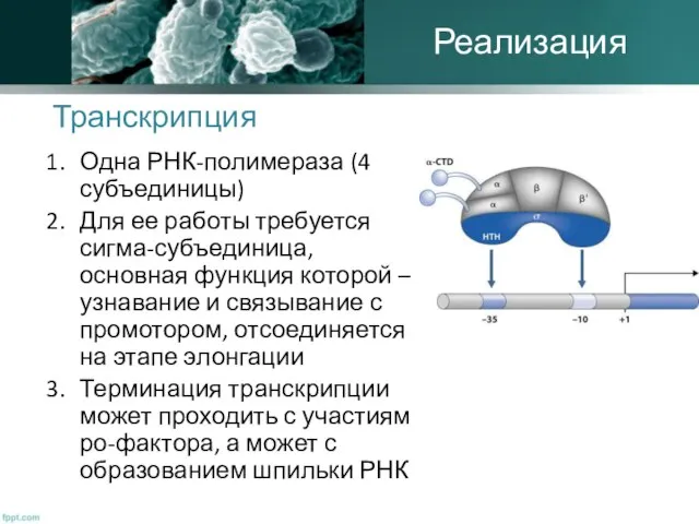 Транскрипция Одна РНК-полимераза (4 субъединицы) Для ее работы требуется сигма-субъединица, основная