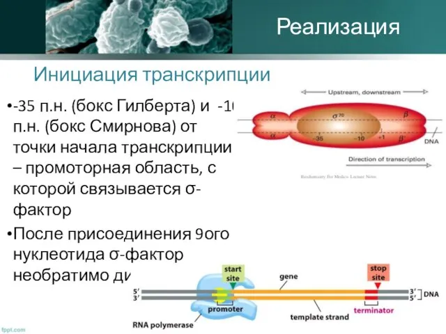 Инициация транскрипции -35 п.н. (бокс Гилберта) и -10 п.н. (бокс Смирнова)
