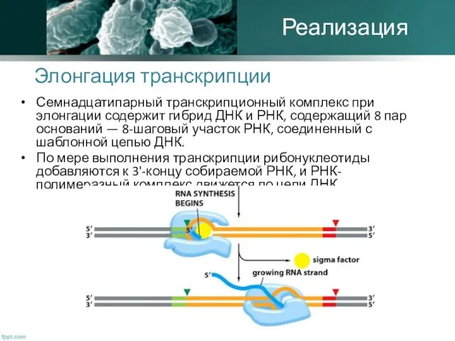 Элонгация транскрипции Семнадцатипарный транскрипционный комплекс при элонгации содержит гибрид ДНК и