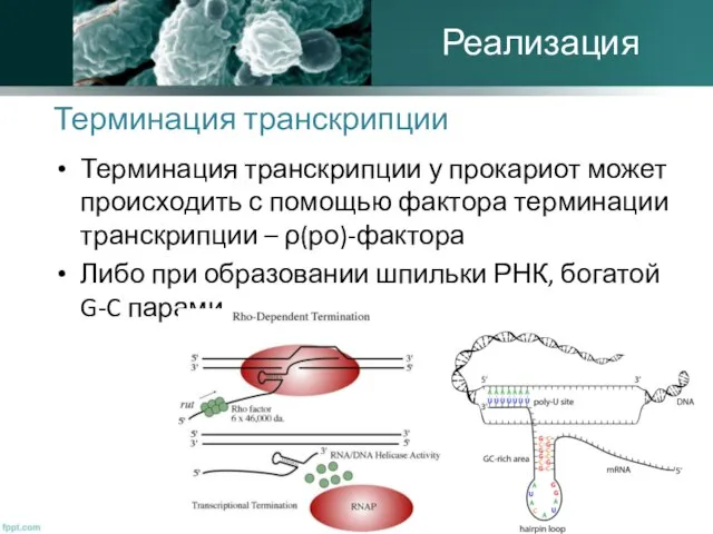 Терминация транскрипции Терминация транскрипции у прокариот может происходить с помощью фактора