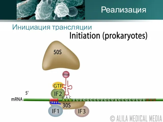 Инициация трансляции Реализация