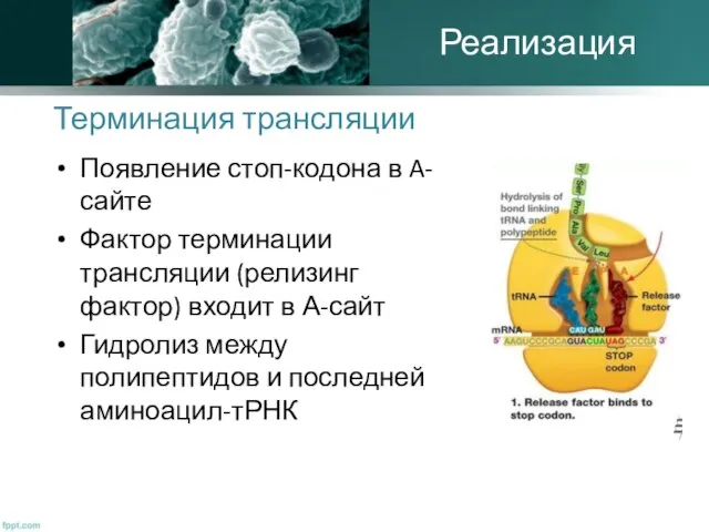 Терминация трансляции Появление стоп-кодона в A-сайте Фактор терминации трансляции (релизинг фактор)