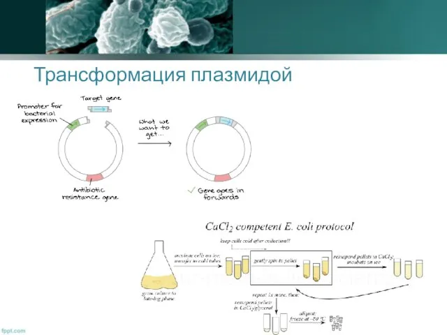 Трансформация плазмидой