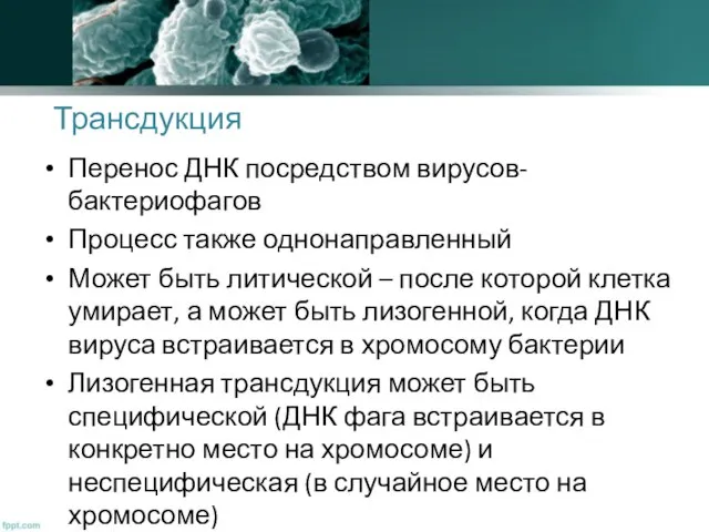 Трансдукция Перенос ДНК посредством вирусов-бактериофагов Процесс также однонаправленный Может быть литической