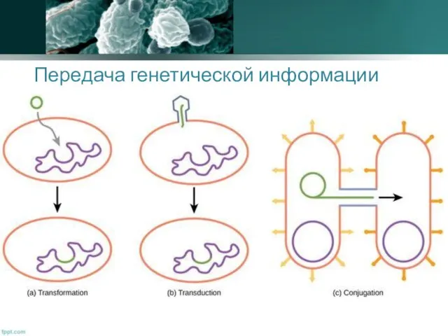 Передача генетической информации