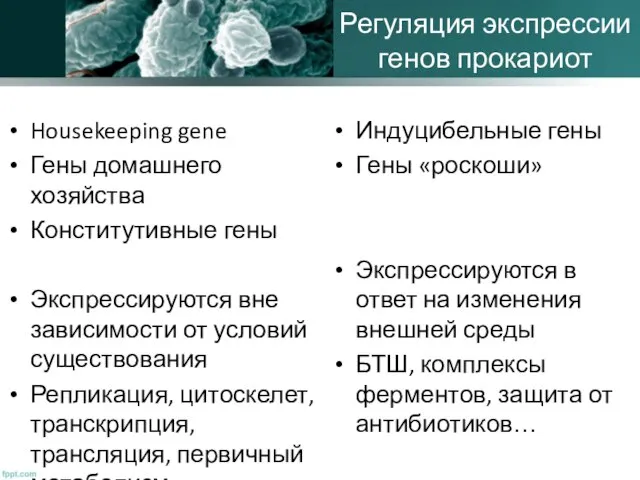 Регуляция экспрессии генов прокариот Housekeeping gene Гены домашнего хозяйства Конститутивные гены