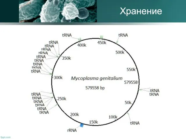 Хранение