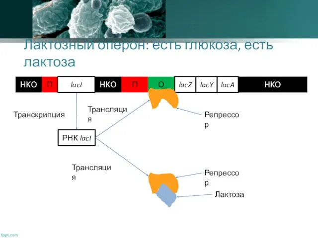 Лактозный оперон: есть глюкоза, есть лактоза РНК lacI Транскрипция Трансляция Трансляция
