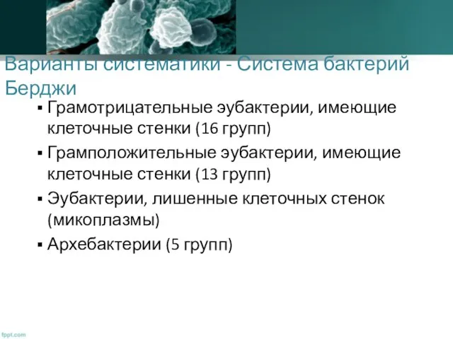 Варианты систематики - Система бактерий Берджи Грамотрицательные эубактерии, имеющие клеточные стенки