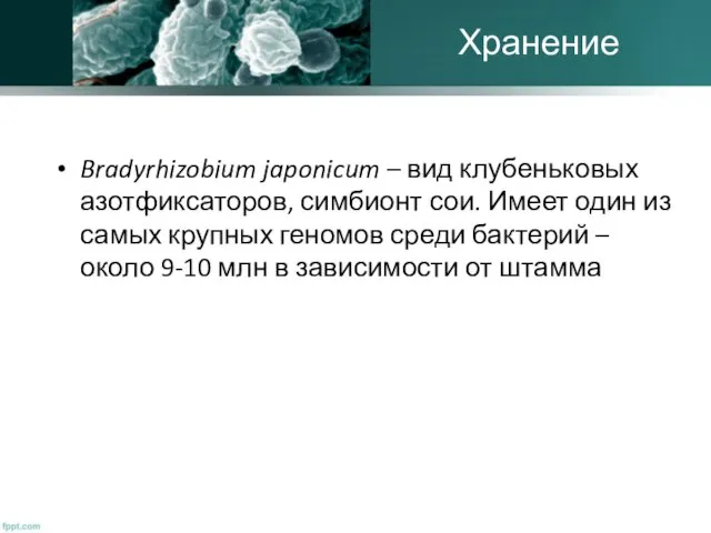 Bradyrhizobium japonicum – вид клубеньковых азотфиксаторов, симбионт сои. Имеет один из