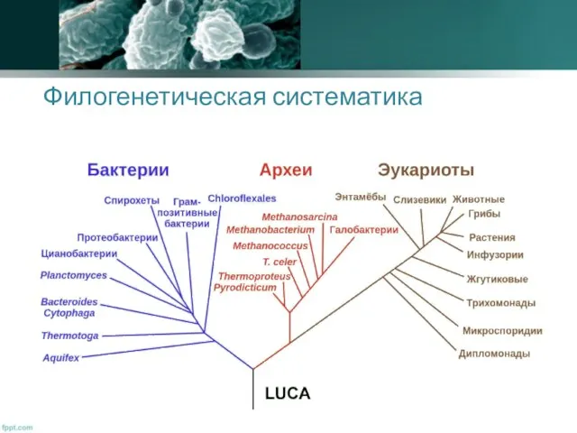 Филогенетическая систематика