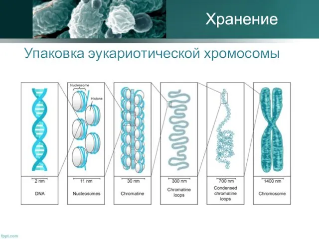 Упаковка эукариотической хромосомы Хранение