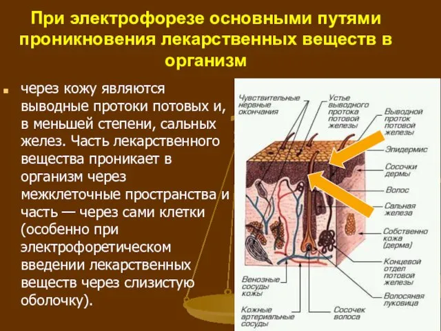 При электрофорезе основными путями проникновения лекарственных веществ в организм через кожу